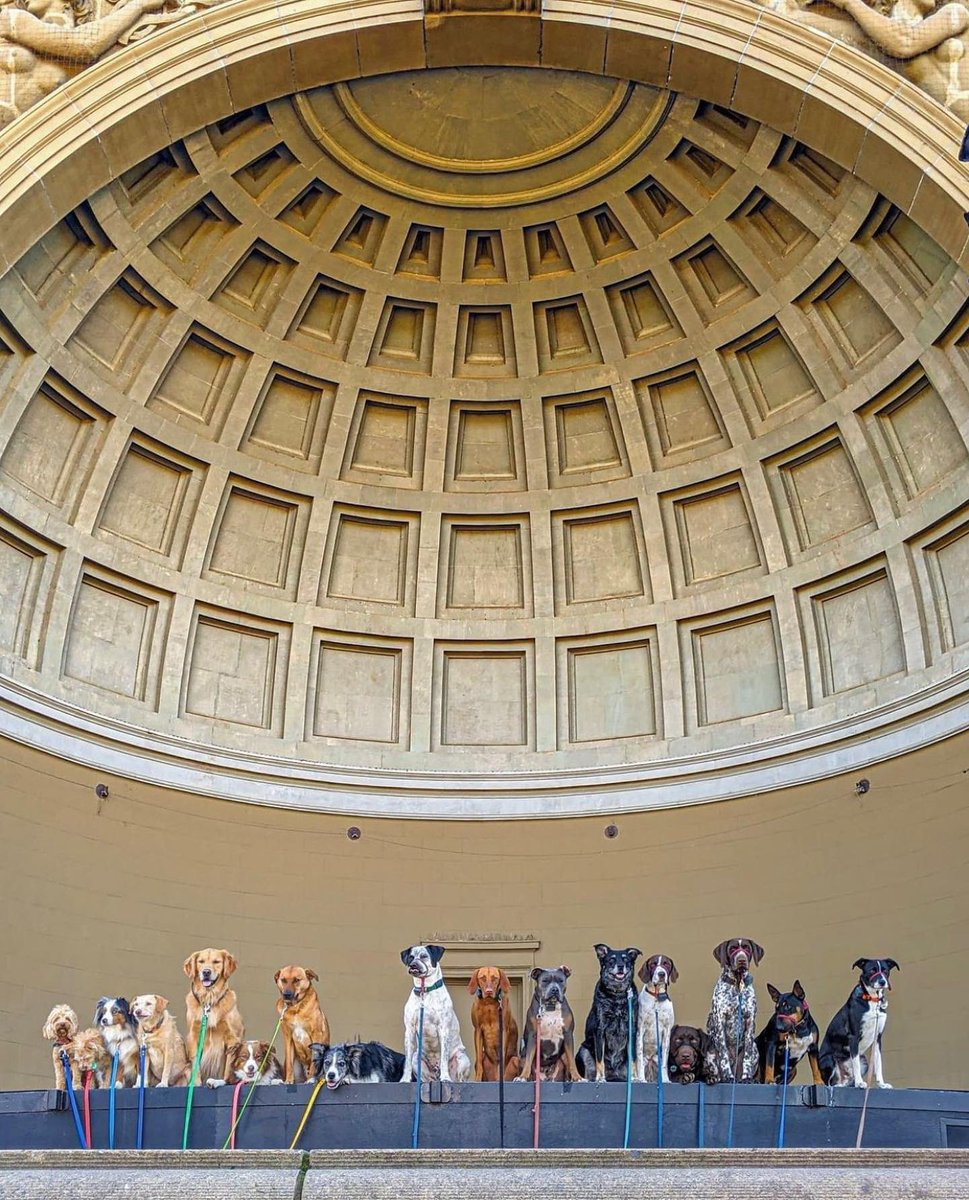 IlluminatedArts's tweet image. Happy Friday!😄Today’s a special one - it’s #internationaldogday ~and~ Soul Happy Hour at the Golden Gate Bandshell!🐶🎼

Join us from 4:30-7:30pm for @katdelic …and bring your dogs!🦮

📸 @jeffwalksdogs

#goldengatepark #bandshell #illuminatethearts #Puppylove