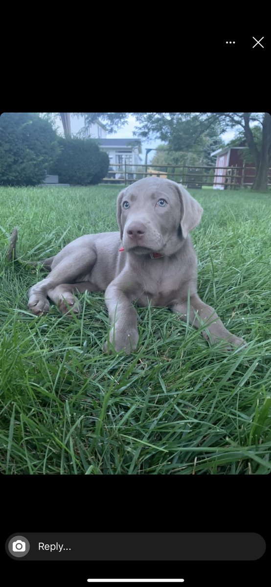 BGPetClub's tweet photo. Happy #NationalDogDay https://t.co/pQN86FHm7R