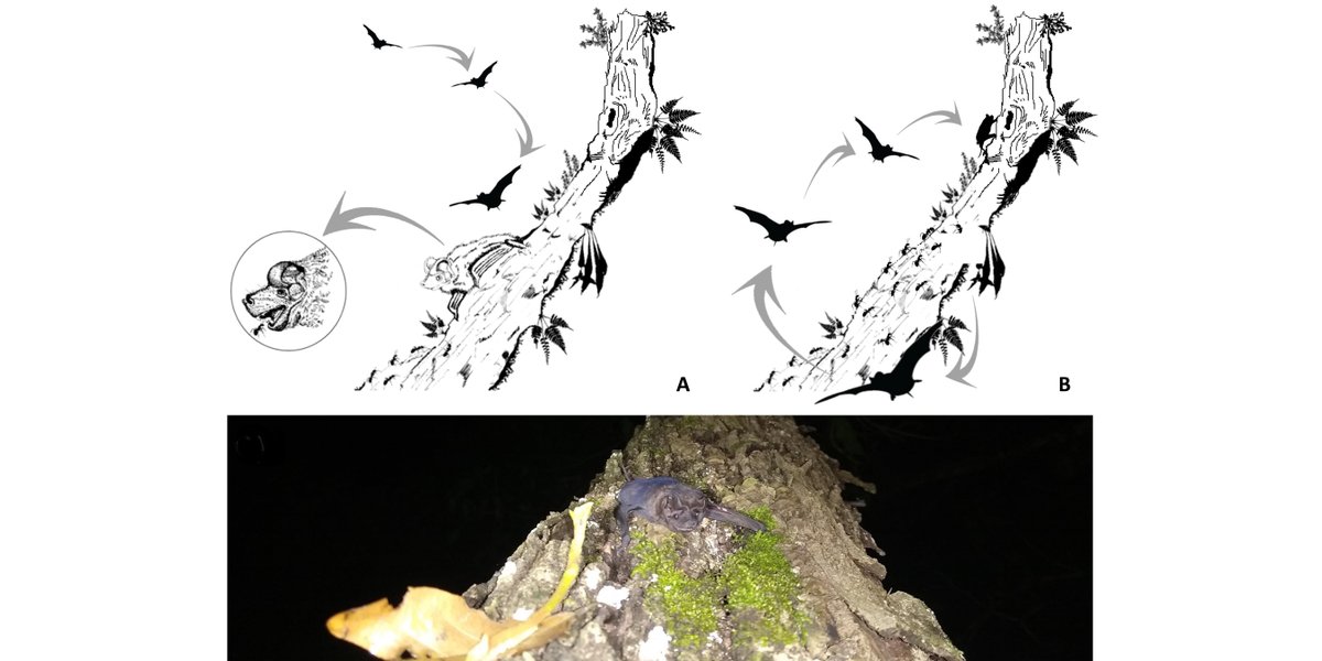 ESAEcology's tweet photo. From @ESAEcology's #TheScientificNaturalist series: #Molossus bats, thought to be aerial hawking specialists, are spotted gleaning ants off tree trunks - showing they're more flexitarian than previously thought

https://t.co/BFrq84fA2w

#Bats
#AnimalBehavior
#BehavioralPlasticity https://t.co/Jp3XfTn4Y4