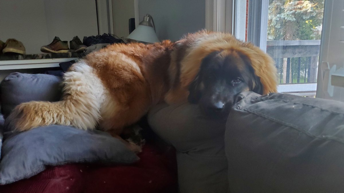 Moketronics's tweet photo. Apparently today is #InternationalDogDay meet Brie the 8 month old Leonberger! https://t.co/r391S65lgF