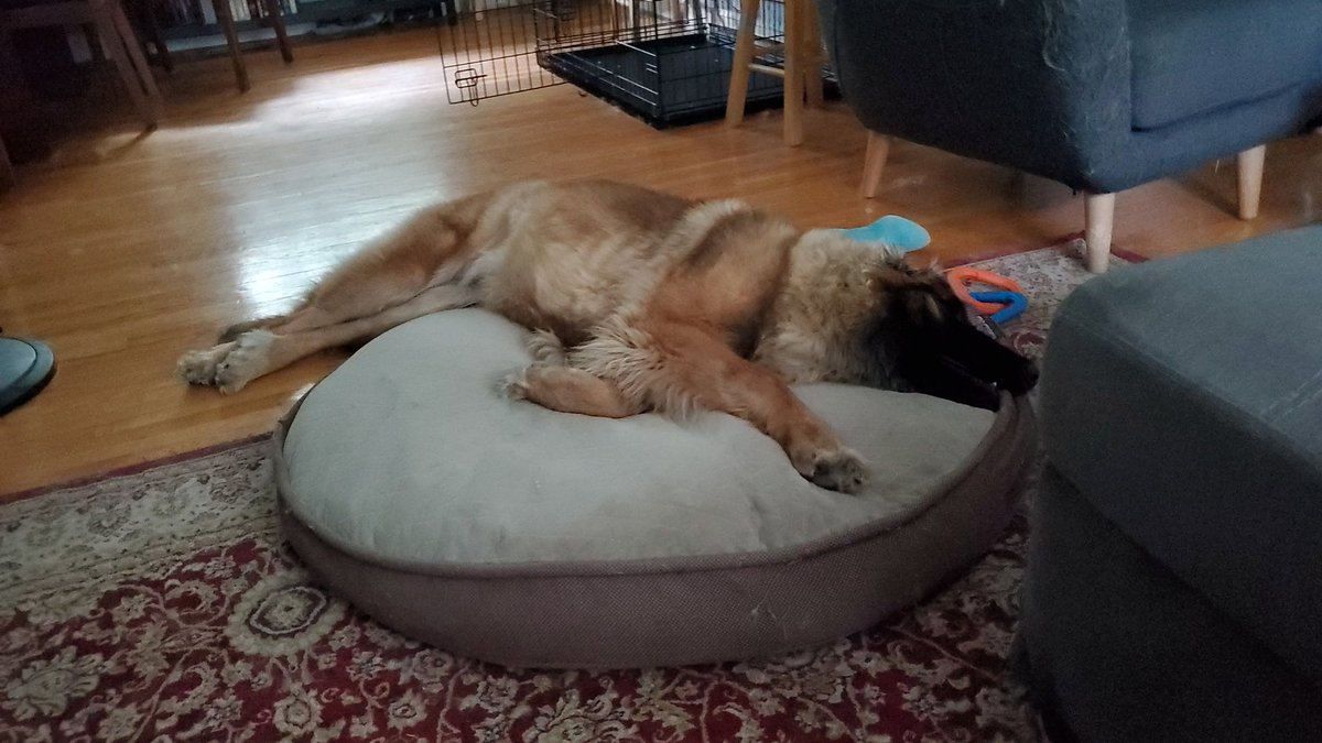 Moketronics's tweet photo. Apparently today is #InternationalDogDay meet Brie the 8 month old Leonberger! https://t.co/r391S65lgF
