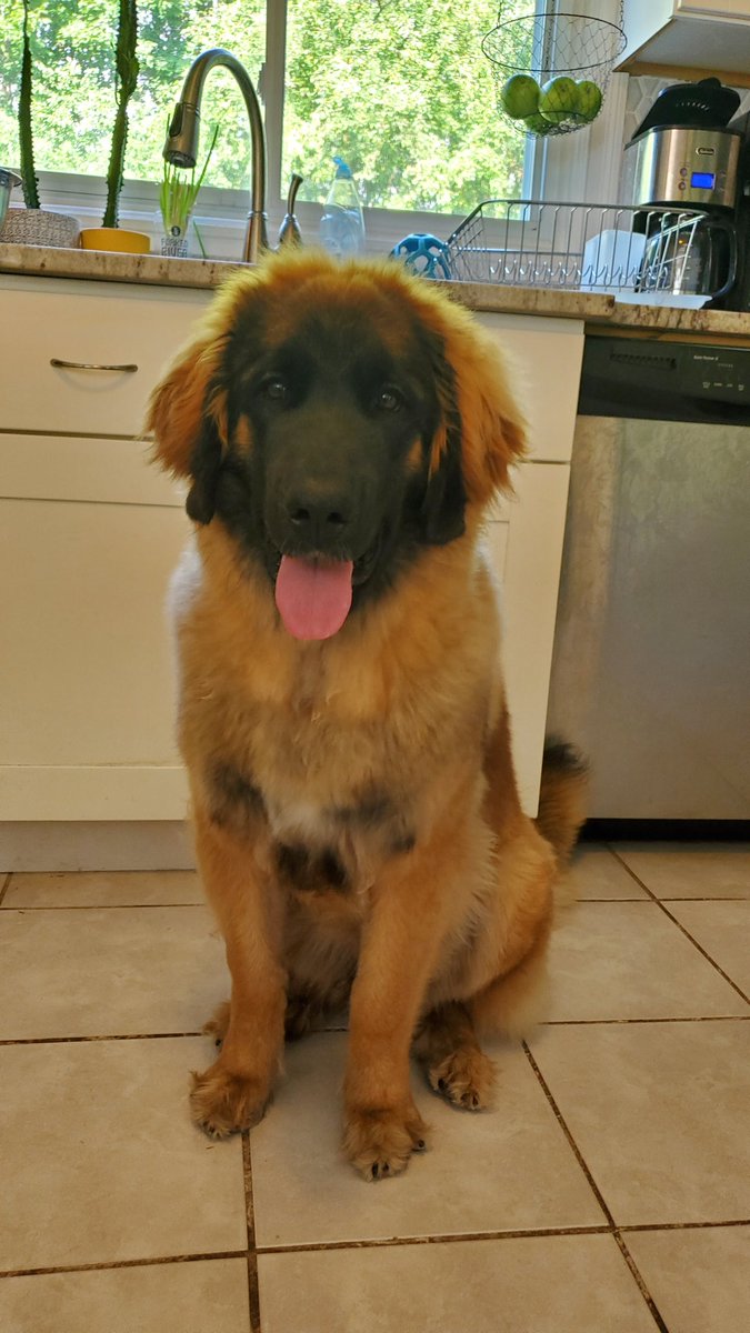 Moketronics's tweet photo. Apparently today is #InternationalDogDay meet Brie the 8 month old Leonberger! https://t.co/r391S65lgF