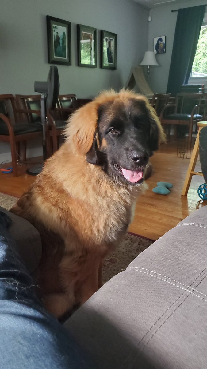 Moketronics's tweet photo. Apparently today is #InternationalDogDay meet Brie the 8 month old Leonberger! https://t.co/r391S65lgF