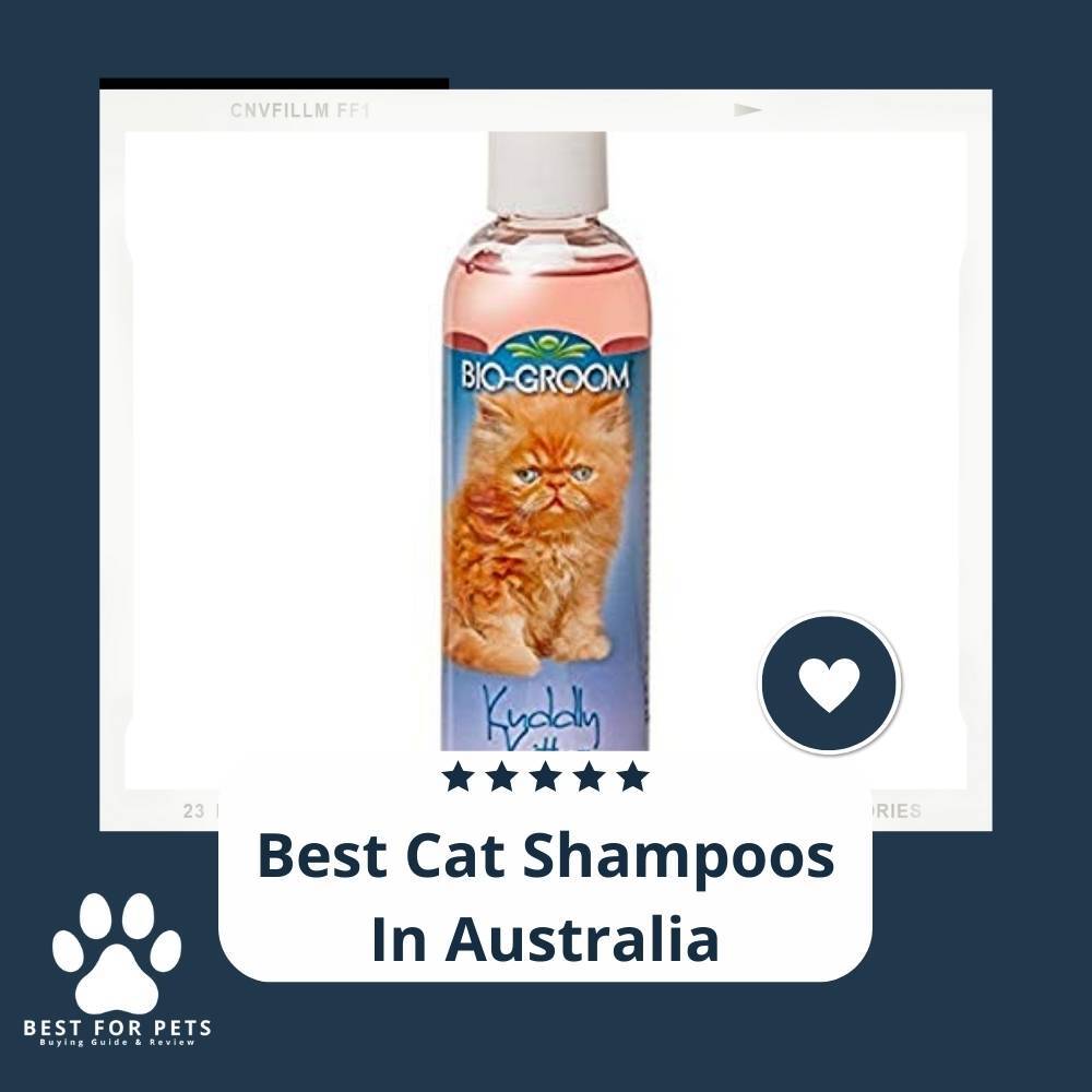 BestForPets4's tweet photo. BestForPets (https://t.co/0tcUYKFmqh) offers tips for choosing the best cat shampoo. Read on to discover Australia's top cat shampoos.
https://t.co/lgT4MMGeOw
#bestcatshampoos #bestcatshampoosinaustralia #BestForPets #JohnPaulPet #Mavlab #Breezytail #Biogroom #Hartz https://t.co/Huc5TQ2mrL