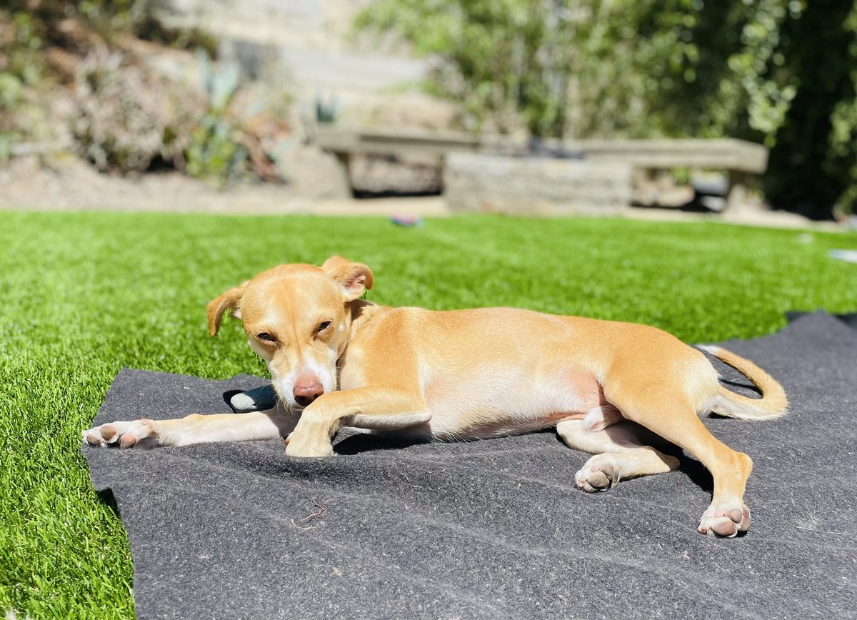 Simba the lion king loves to sunbathe and is my very best paw friend! #InternationalDogDay