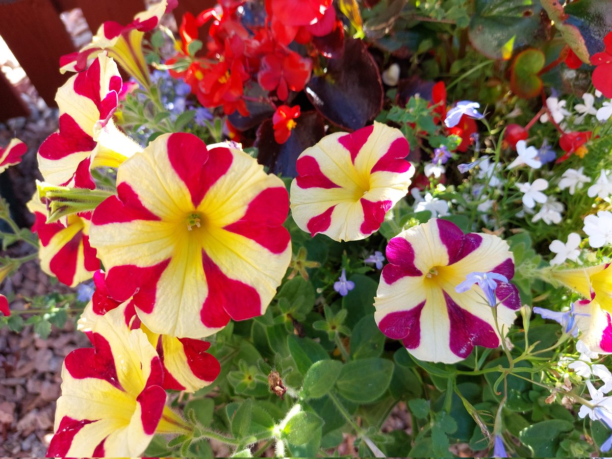 PolmontHS17's tweet photo. Not long now until our annual show. Saturday 3rd September 2022 @ 2pm at Green Park Centre, Polmont. We look forward to seeing you all. 💐 https://t.co/buALaDI3qb