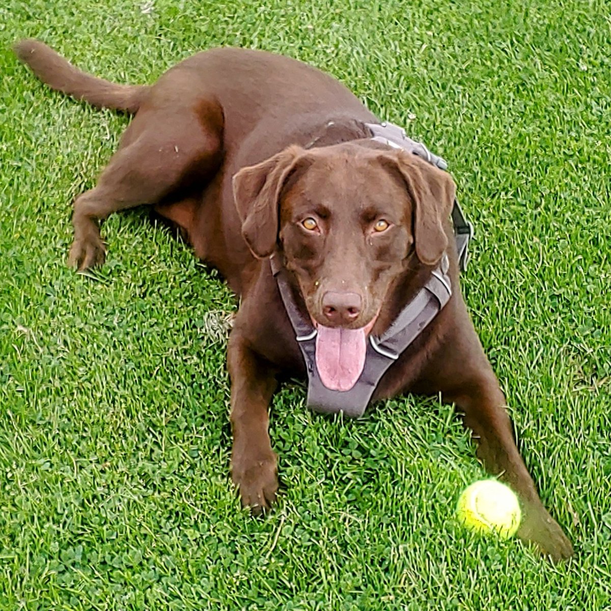 FeverCityStudio's tweet photo. Happy #NationalDogDay https://t.co/O5CKfJrakr