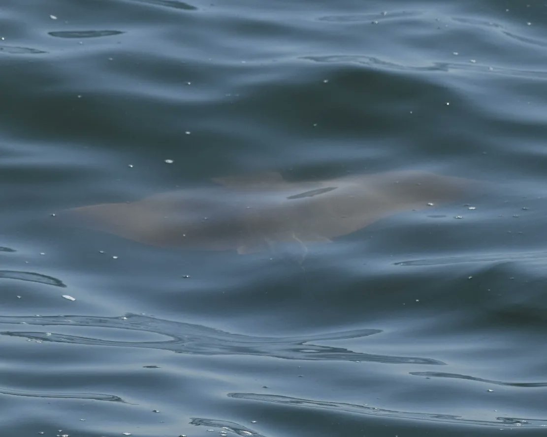 CDeMauro15's tweet photo. A spectacular experience on the water w/ @gothamwhale &amp; @APCruises. Big motivation leading into a new project this fall called Inspiring Marine Protection and Careers in Teens as it aligns with off-shore wind energy development.  #StandForWildlife #whales #optoutside https://t.co/LVAFxYjFaz