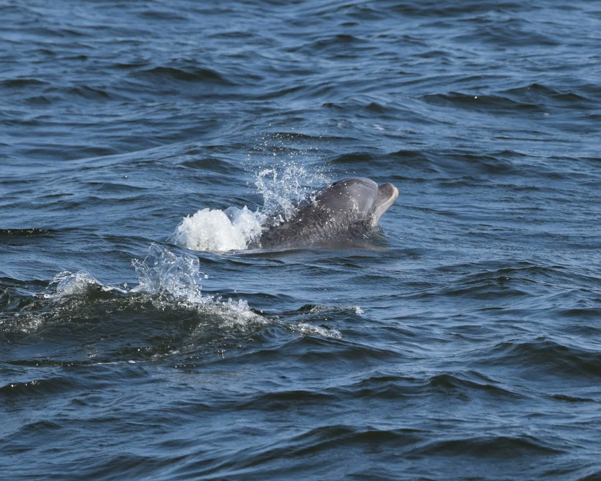 CDeMauro15's tweet photo. A spectacular experience on the water w/ @gothamwhale &amp; @APCruises. Big motivation leading into a new project this fall called Inspiring Marine Protection and Careers in Teens as it aligns with off-shore wind energy development.  #StandForWildlife #whales #optoutside https://t.co/LVAFxYjFaz