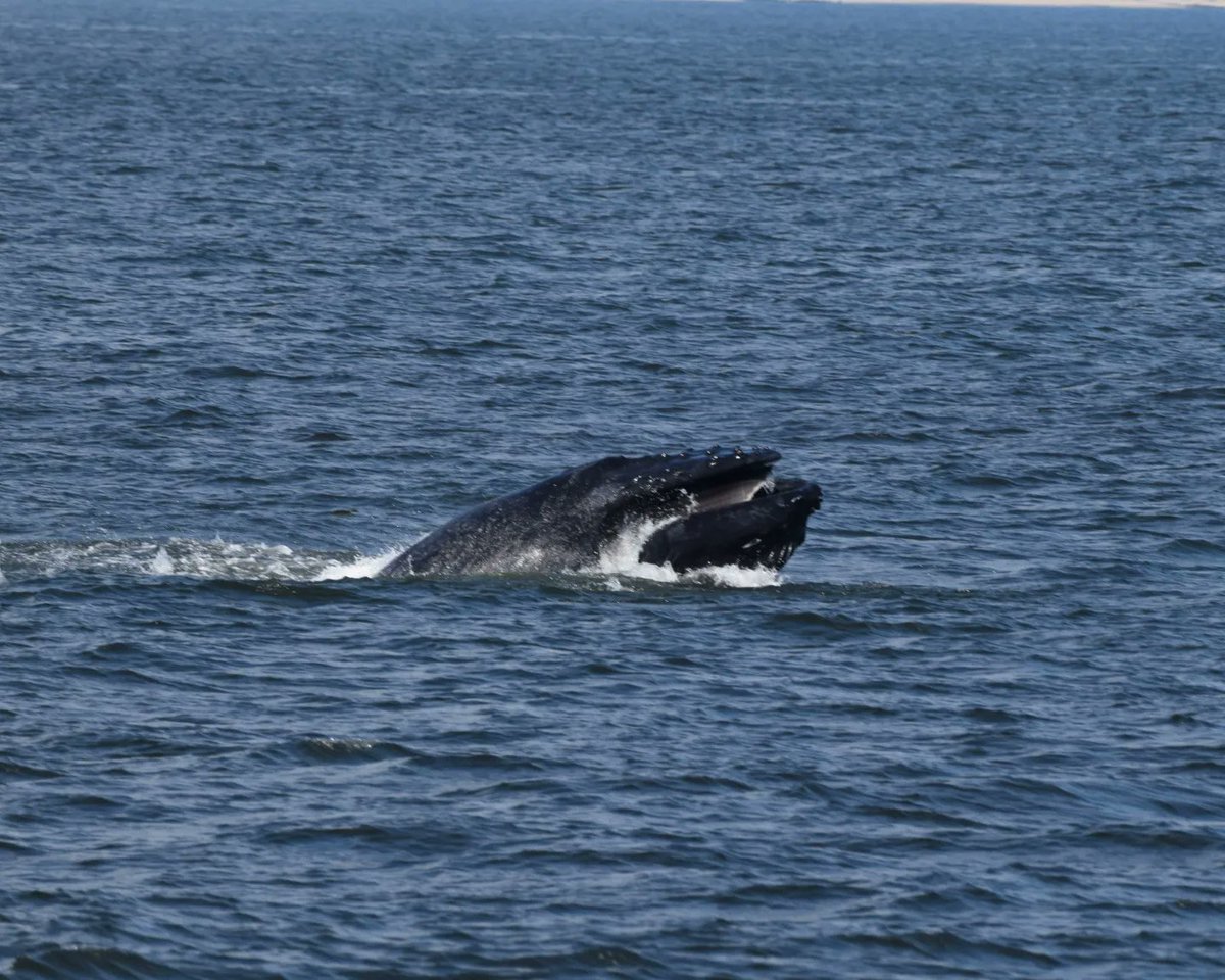 CDeMauro15's tweet photo. A spectacular experience on the water w/ @gothamwhale &amp; @APCruises. Big motivation leading into a new project this fall called Inspiring Marine Protection and Careers in Teens as it aligns with off-shore wind energy development.  #StandForWildlife #whales #optoutside https://t.co/LVAFxYjFaz