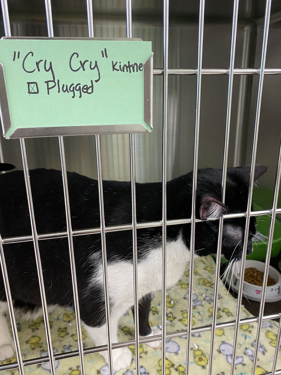 mothmori's tweet photo. I’m so sorry for being slow with dms and Patreon stuff, this month was stressful and my poor baby Cry-Cry started acting really weird and I found out he has a urinary block, which could have been fatal to him if I hadn’t noticed his behavior and brought him in to the vet https://t.co/zMDjU5Laar
