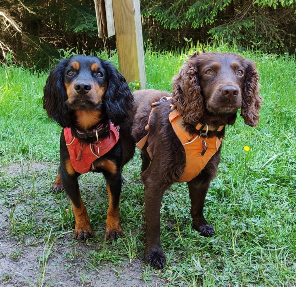 As today is international dog 🐾 day I thought I would introduce my big bruv Jasper. He is nearly 4 (I am only 1 year and 3 months). I like being able to hang out with him 🐶💙 <a href="/NCICNHS/">North Cumbria Integrated Care NHS Foundation Trust</a> <a href="/BeWellNHS/">NCIC Staff Health & Wellbeing 💙</a>