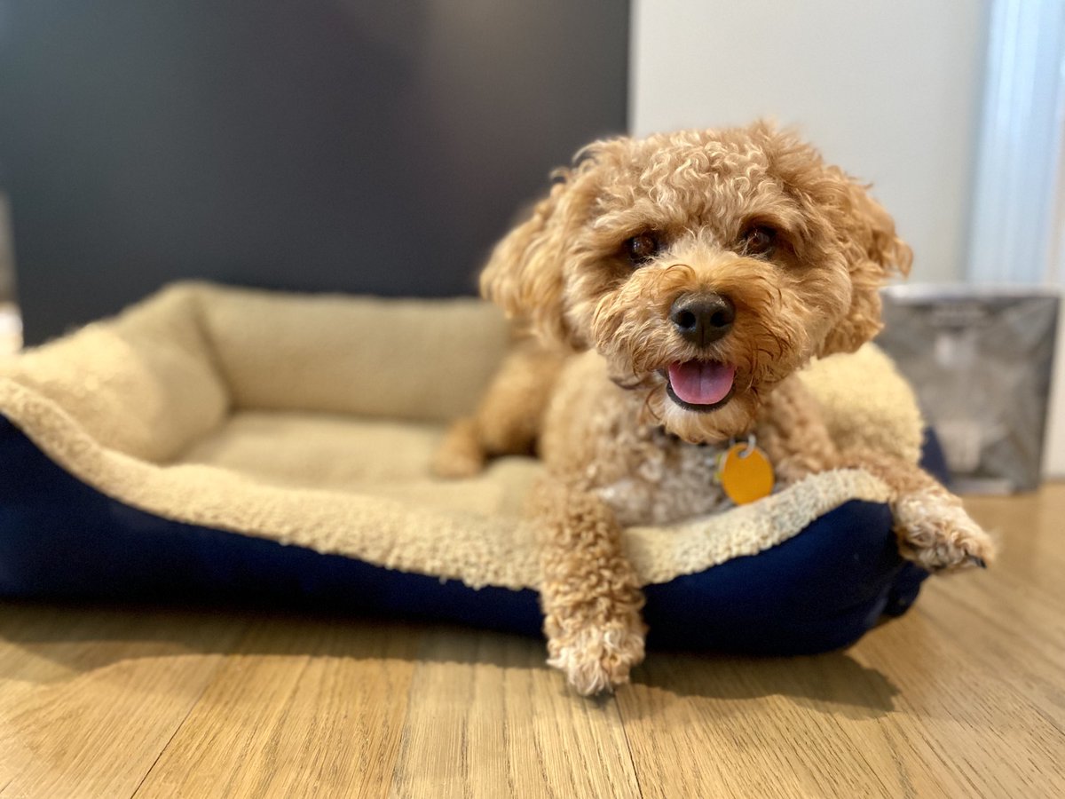 Melissa Murray (@ProfMMurray on Threads 🧵) tweet media