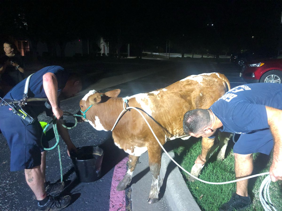GrapevineFireTX's tweet photo. We never know what the next call for service will be. Recently, we assisted with returning an escapee to the rightful owner.  We are always glad to help and see a happy ending. https://t.co/rCN9caguly