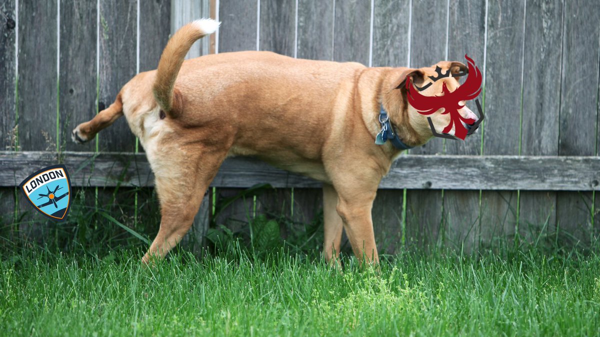 ATLReign's tweet photo. Happy #NationalDogDay ! https://t.co/YUbwgvsCf2