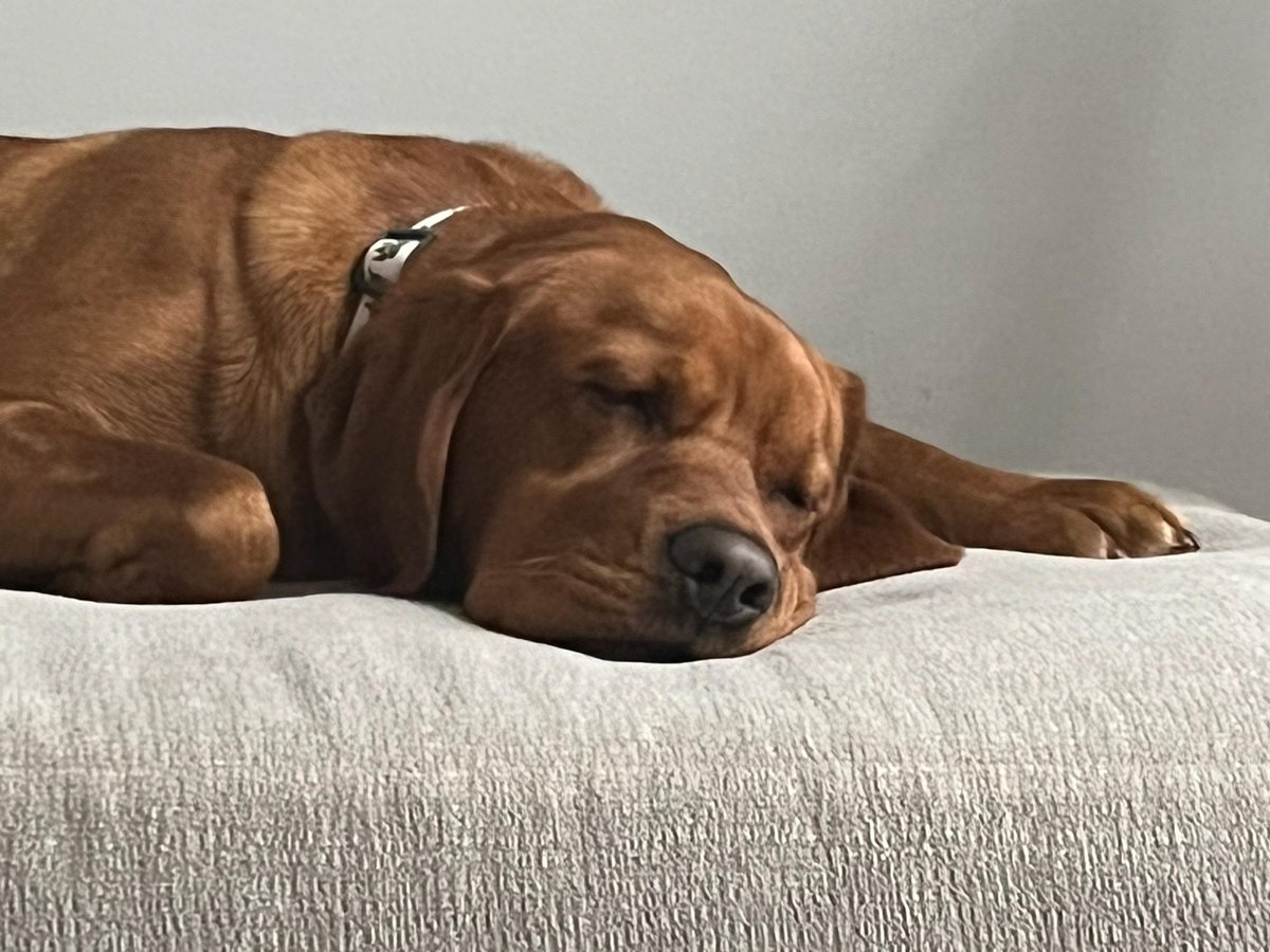 Today is THE🐶 day of summer! We’re showing yours some love in our stories, so tag us in your LG pet pics 😉 #LGFurFam #NationalDogDay #DogDaysofSummer #LGUS #LGFam <a href="/LGUS/">LG Electronics</a>