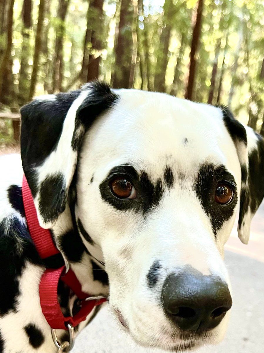 KevinRadich's tweet photo. Chester says hi.  #NationalDogDay https://t.co/tfsT0Y0XSJ