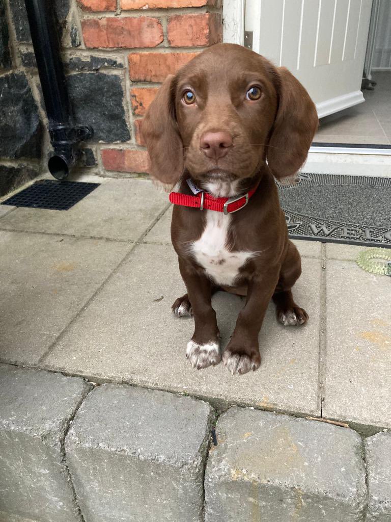 JustRichT's tweet photo. Never knew #InternationalDogDay was a thing … 🤷🏻‍♂️🐕‍🦺🐶

Springer + Pointer = Our wee Pippa

#InternationalDogDay2022
#DogDay
#Sprointer https://t.co/qfYZ4eCxqJ