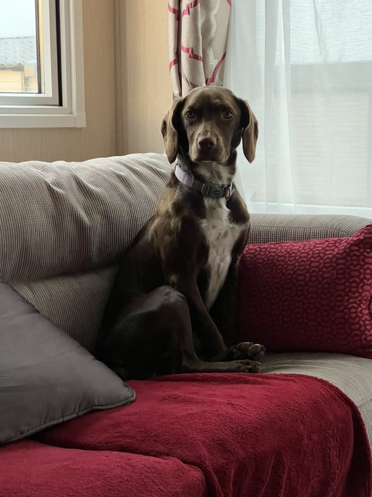 JustRichT's tweet photo. Never knew #InternationalDogDay was a thing … 🤷🏻‍♂️🐕‍🦺🐶

Springer + Pointer = Our wee Pippa

#InternationalDogDay2022
#DogDay
#Sprointer https://t.co/qfYZ4eCxqJ