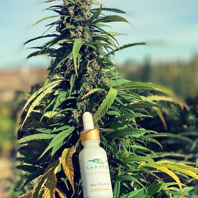 Straight from the farm🚜🌱#Behempful will be in #ABQ Friday evening & Rio Rancho Saturday! End of Summer Savings Sale happening now through September 2nd. Up to 35% off at the booth or online! #cbd #hemp #nmtrue #cbdlotion #cbdflower #cbdpain  #endofsummer behempful.earth