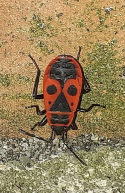 Een waar kunstwerkje, deze #vuurwants, soort 162 in mijn tuintje #vijvergenot