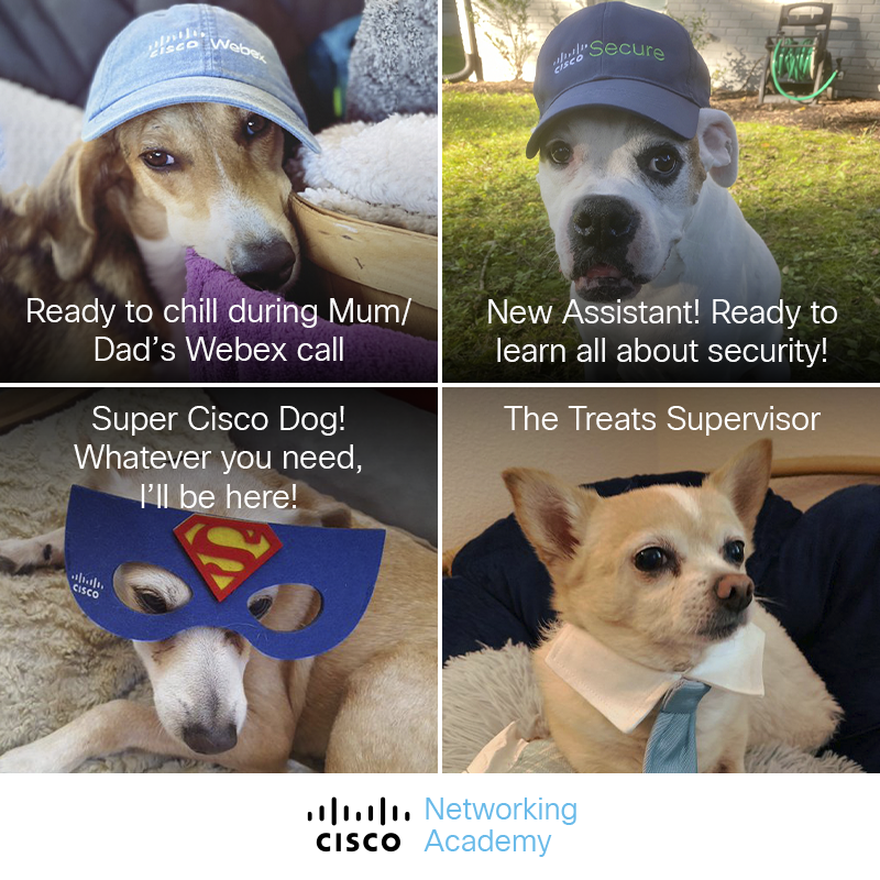 CiscoNetAcad's tweet photo. Happy #NationalDogDay!🐶
We sure love our furry coworkers!🐾 Which kind of colleague is yours😂?
Comment back with a picture of your pet! 🦴 #DogsOfCisco https://t.co/8TTj7bIFlg