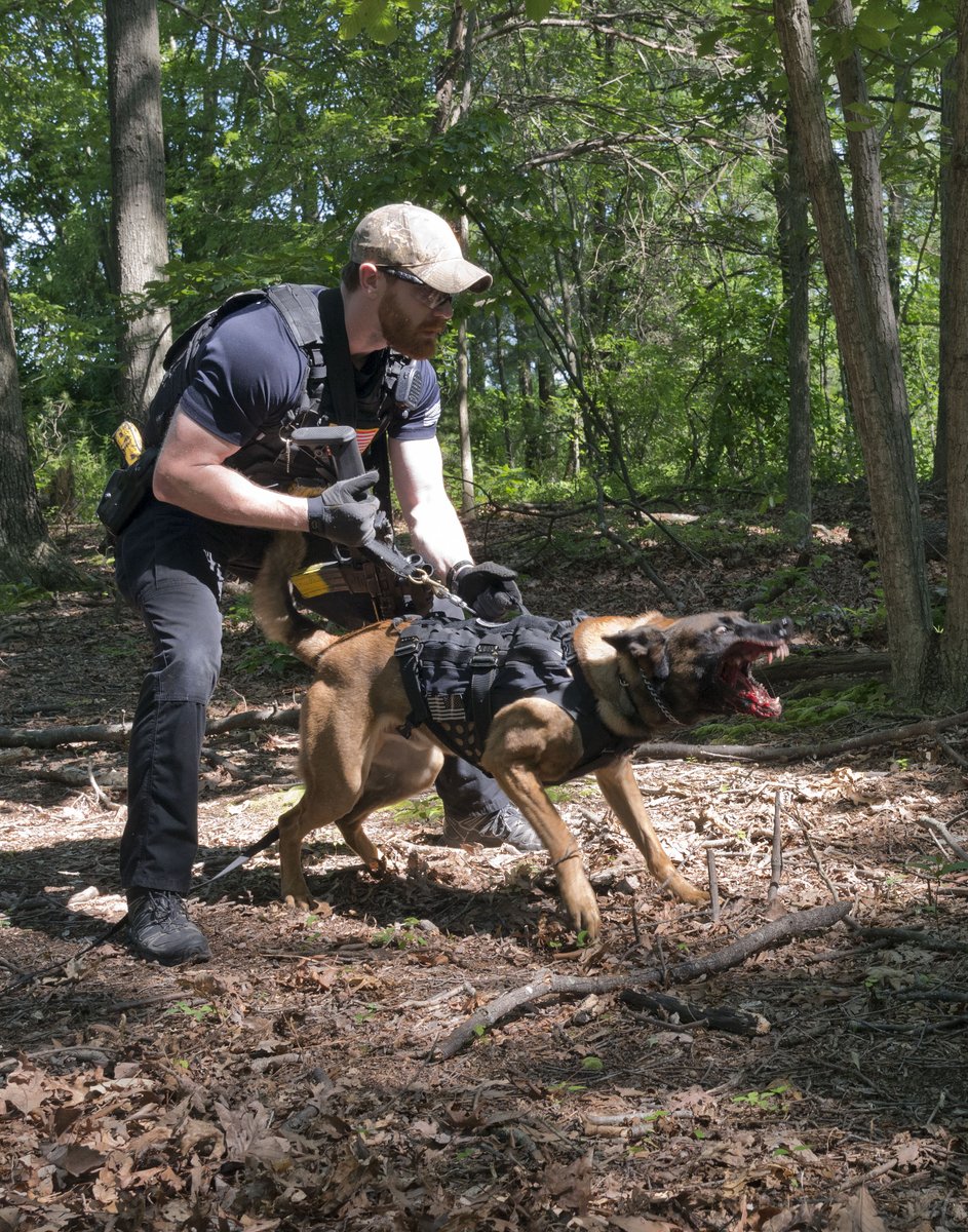 SecretService's tweet image. It's #NationalDogDay. We don't want to hound you with photos of our best friends, but these dogs are so pup-tacular that they should be celebrated!