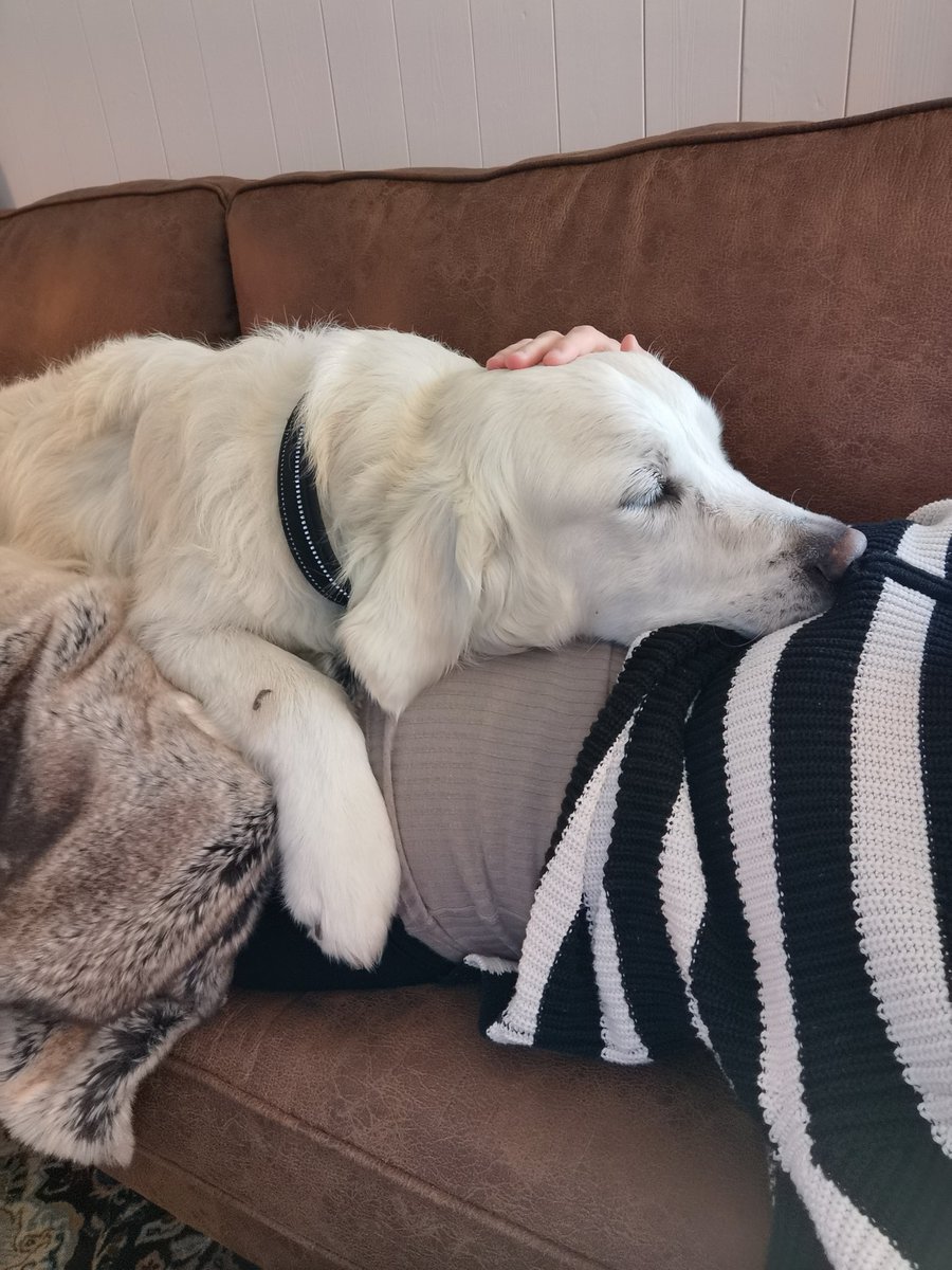 ptlizlin's tweet photo. @Soembie This is Floyd. He likes cuddles, snow and is very sceptical towards cats. https://t.co/wEkwgIFT1U