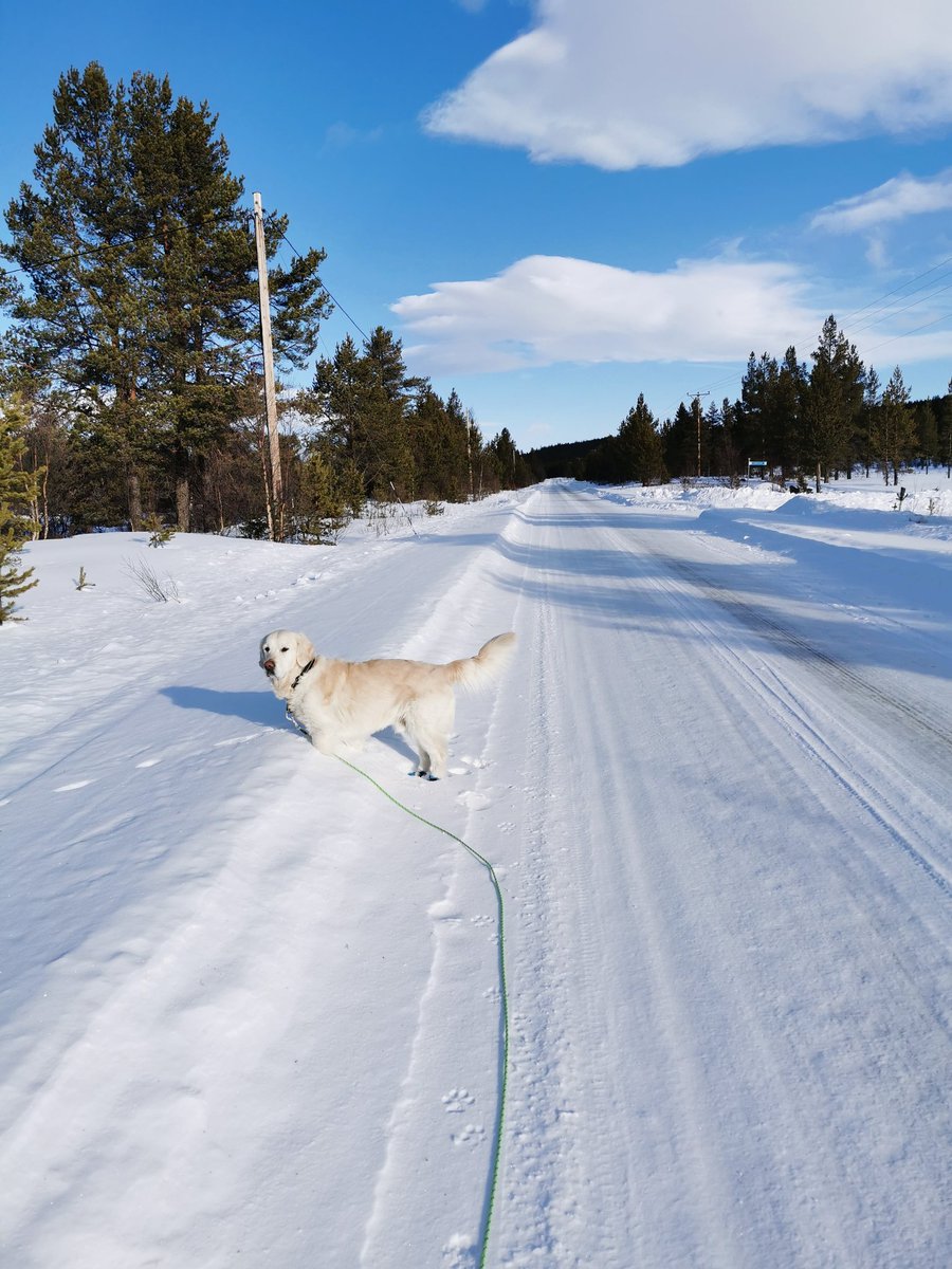 ptlizlin's tweet photo. @Soembie This is Floyd. He likes cuddles, snow and is very sceptical towards cats. https://t.co/wEkwgIFT1U
