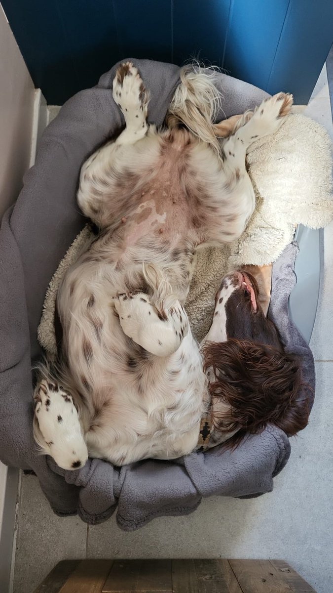 #InternationalDogDay