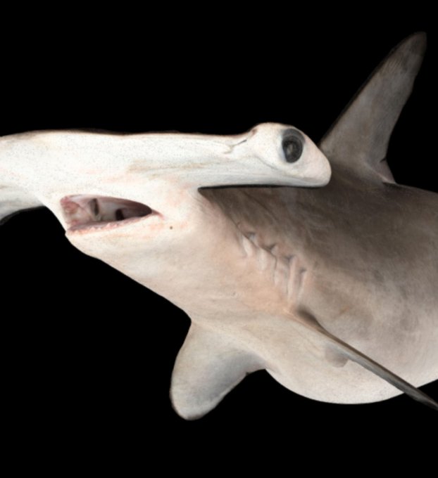 サメ田氏さん の人気ツイート 6 Whotwi グラフィカルtwitter分析