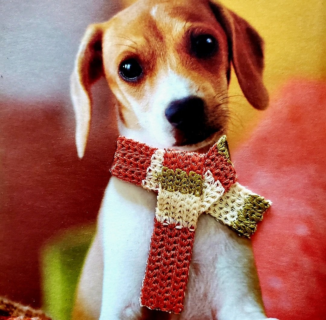 spresko04's tweet photo. #NationalDogsDay #hallmarkcard #jackabee #Star ❤️ https://t.co/aqlwwfpP5A