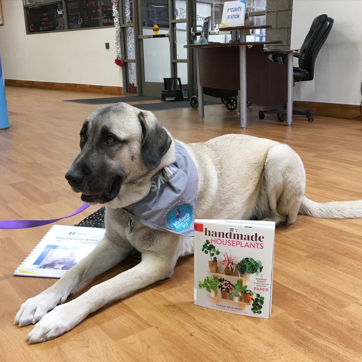 hendersonlibs's tweet photo. Saluting our #ReadingWithRover dogs on #NationalDogDay! 🐶 Here are a few of our current & retired furry friends.
Find out more about our special program where we pair struggling young readers with #therapydogs at https://t.co/WekmQv2fJ3. 🦮📚
#hendersonlibraries #librarydog https://t.co/sMoRH4rw9r
