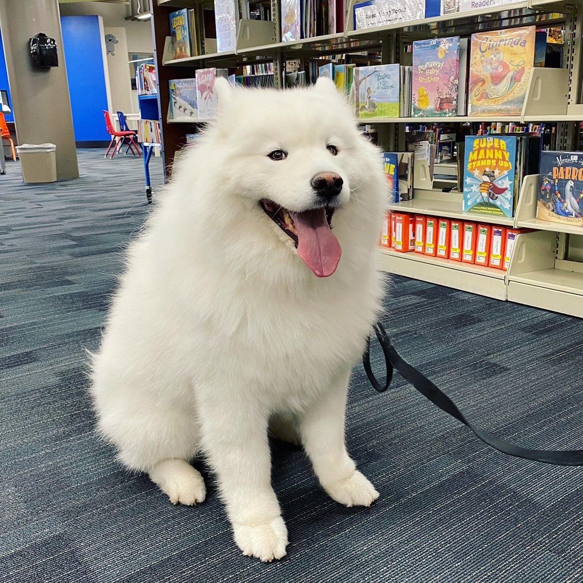 hendersonlibs's tweet photo. Saluting our #ReadingWithRover dogs on #NationalDogDay! 🐶 Here are a few of our current & retired furry friends.
Find out more about our special program where we pair struggling young readers with #therapydogs at https://t.co/WekmQv2fJ3. 🦮📚
#hendersonlibraries #librarydog https://t.co/sMoRH4rw9r