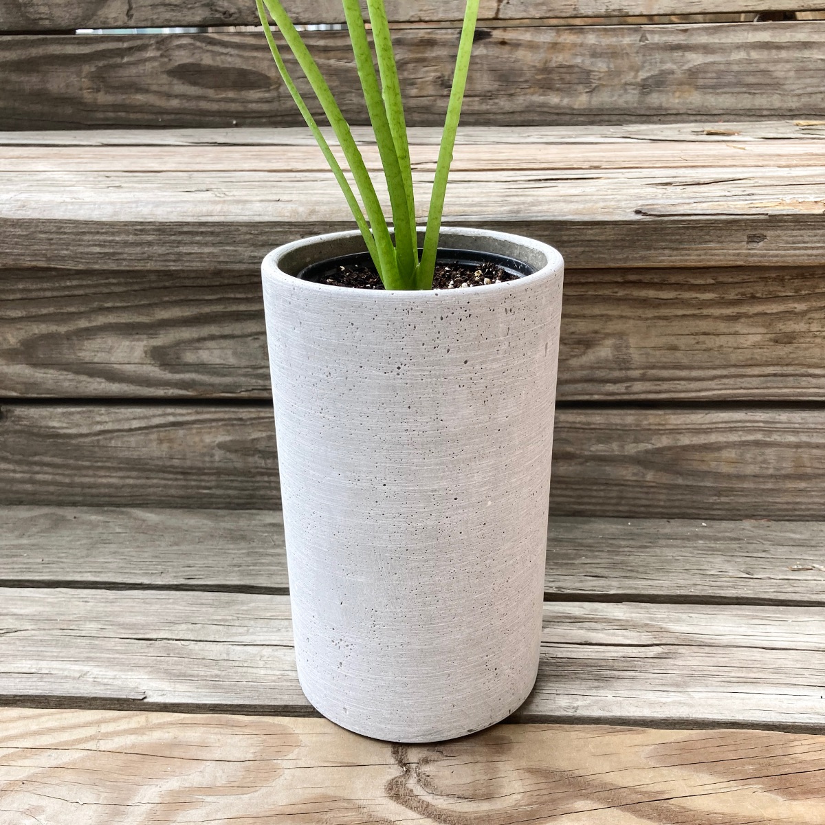 Alocasia! - mailchi.mp/cultivateurban…