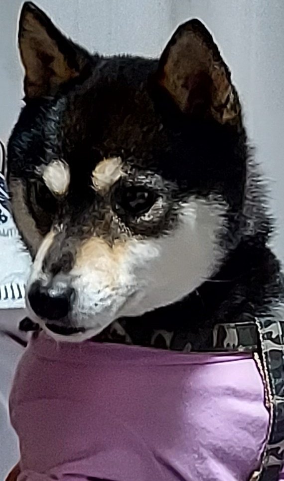 pinocoro0725's tweet photo. ピノ捜索。清水区梅が岡で、深夜に、🐶🐾目撃👀‼️情報あったので、ピノか、確定出来ませんが、昨夜と、今朝早朝、梅が岡～月見公～村松と、探しに、行ったけど、見当たらず💦
昼間ゎ、隠れて居て、夜中に、行動しているのか❓️って…どんな些細な情報でも構いません。宜しくお願いします🙏
#豆柴黒 https://t.co/wKwb7HV0Ja