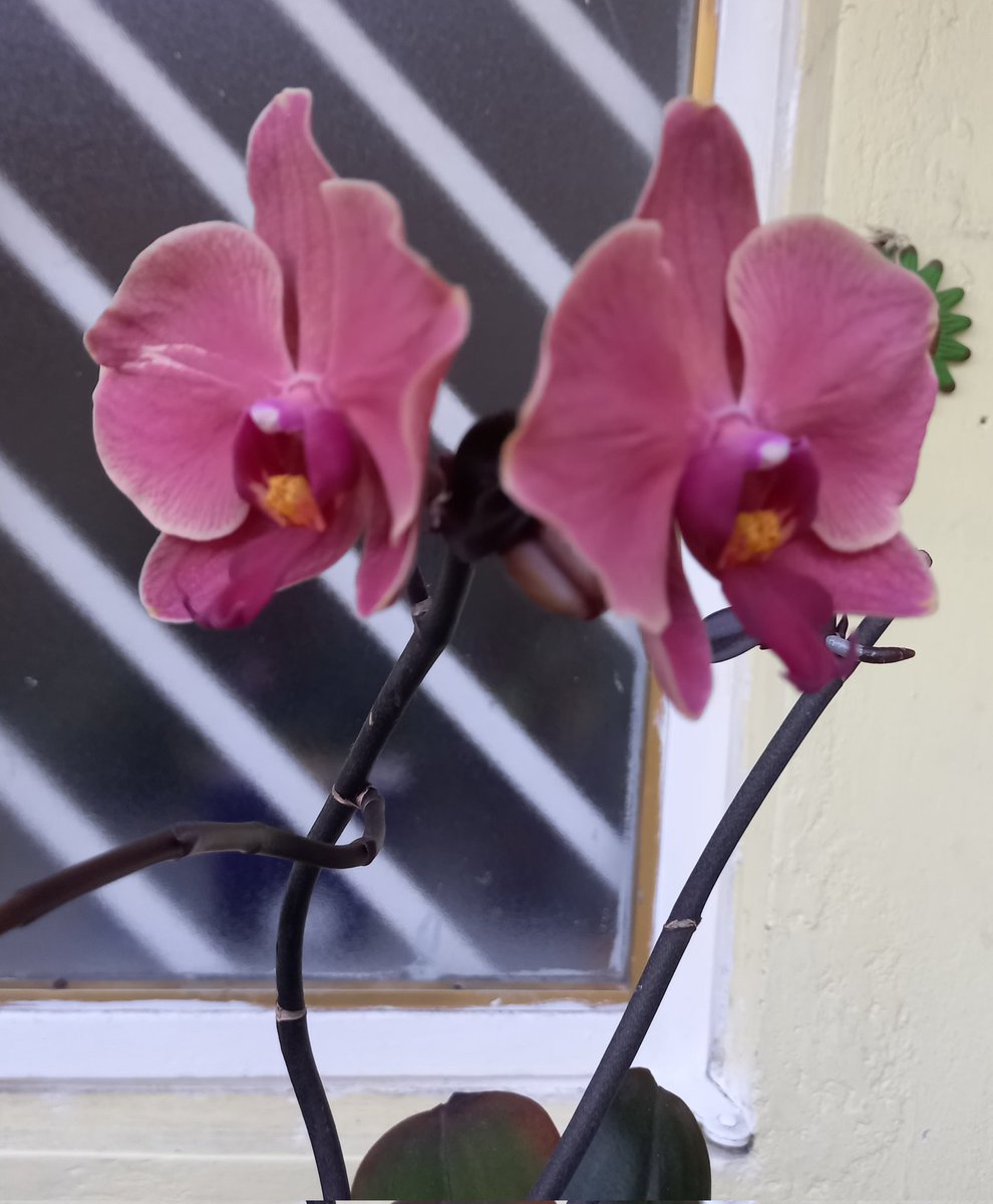 curious_boots's tweet photo. #ViernesDeFlores https://t.co/ZNetXIsGat