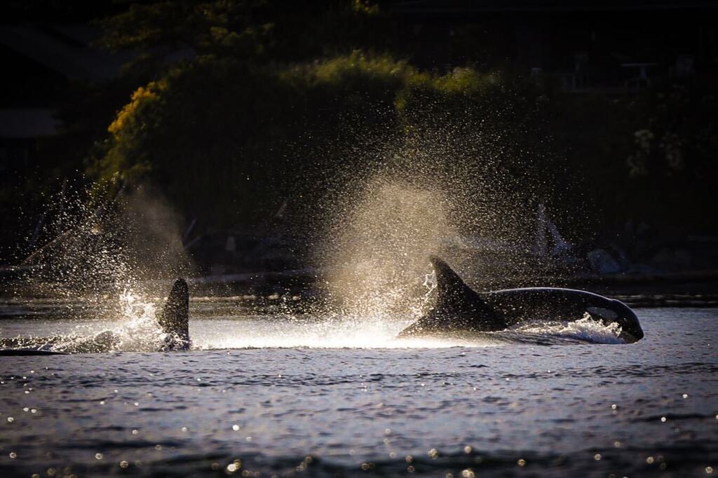 rdonselaar's tweet photo. We splash 💦 into the weekend with this pair of killer whales!

#killerwhales #killerwhale #orca #vancouverisland #roadtrip #seatrip #naturephotography #wildlife #wildlifephotography #canon #eos5dmark4 https://t.co/ZDIAMytV1H https://t.co/WDSjS6IlN8