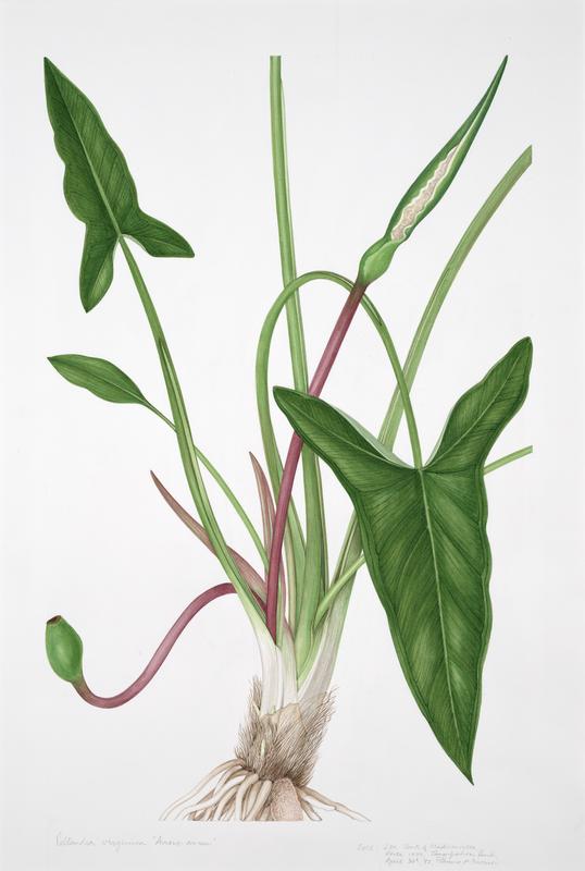 NoteArtHerstory's tweet photo. Arrow Arum, btwn 1986 &amp; 1989, by #MargeretStones (Australian, 1920-2018), who was born #otd (Aug 28). From Native Flora of Louisiana, @LouisianaDigLib, https://t.co/zCueLvwbeN #hernaturalhistory #artherstory #womenartists #ElsieMargaretStones https://t.co/FjDyxySlL0