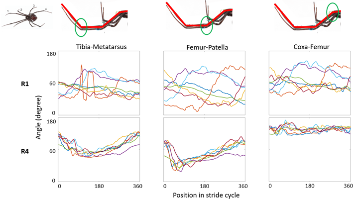 Hoss_asg's tweet photo. Some interesting results from the joint angles of the first and fourth right legs of a spider walking across its web. The trial was divided into strides and each line color is representing joint angles across one stride. 

#markerless_tracking #kinematics #tracking #locomotion https://t.co/ppESxPHcgK