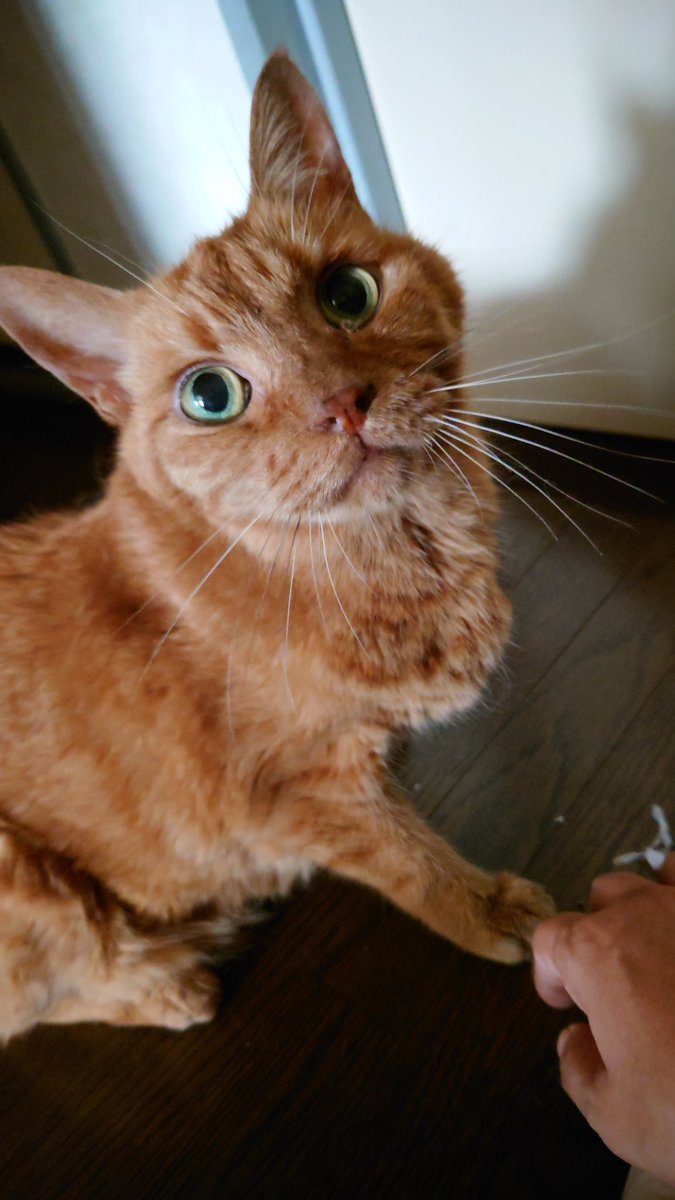 今朝 17年生きた愛猫が
家族が見守る中亡くなりました
天国へ安らかに
今までありがとう

涙がとまらない