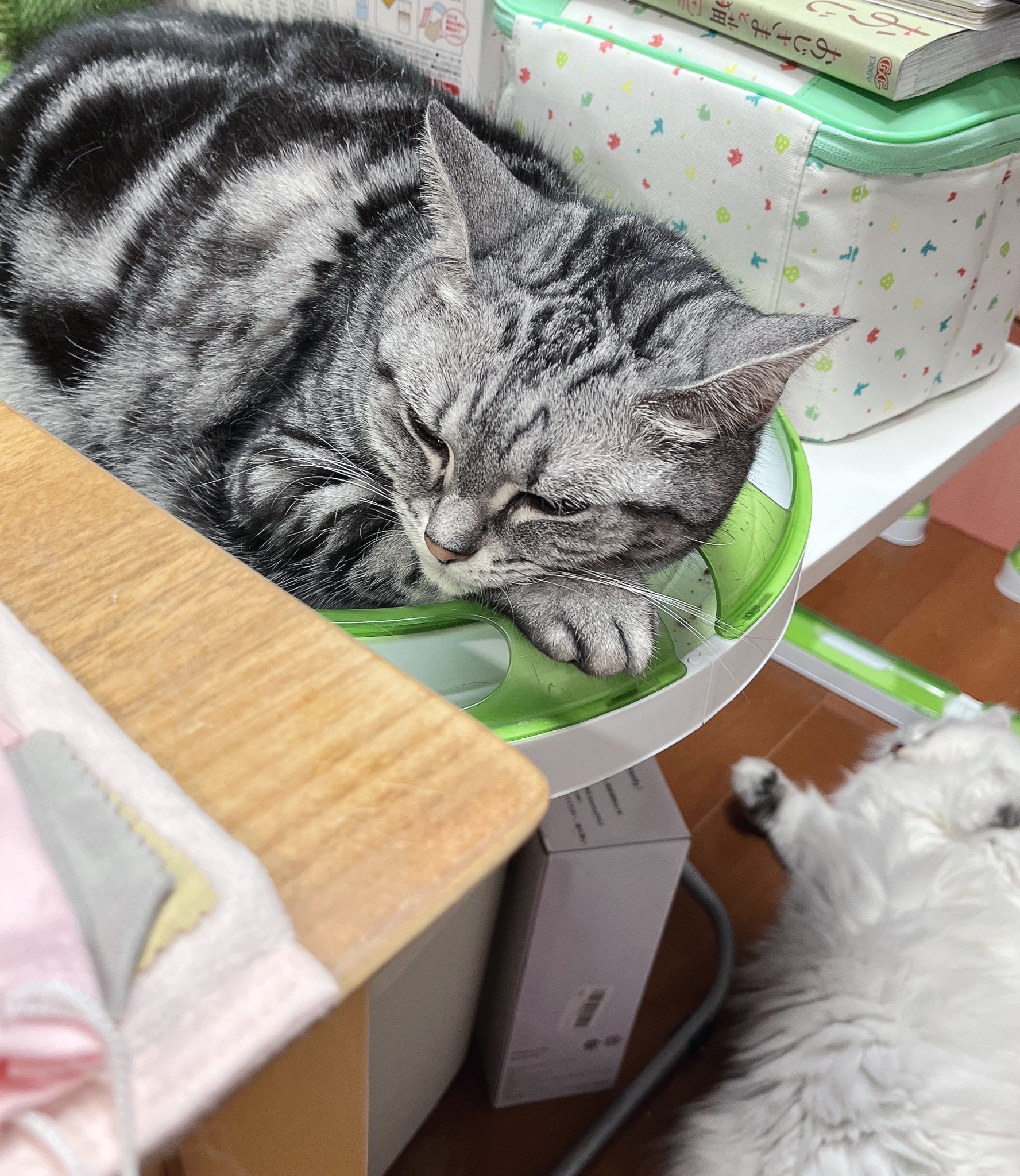 キラ Pmed4evtrgsk9mp Twitter