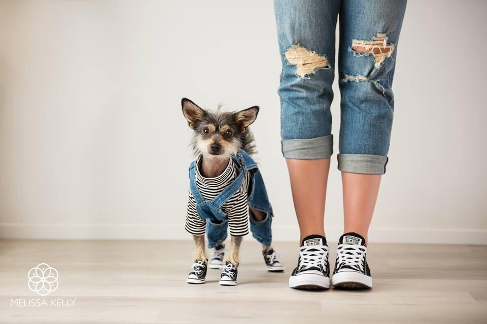 DCurryStateFarm's tweet photo. HAPPY NATIONAL DOG DAY
We love our dogs here at David Curry State Farm!  Our pets are part of our families!  Show us a picture of your favorite doggie family member!

Did you know that we offer Pet Insurance? Give us a call today for a quote! https://t.co/Gts3iv8cIo
