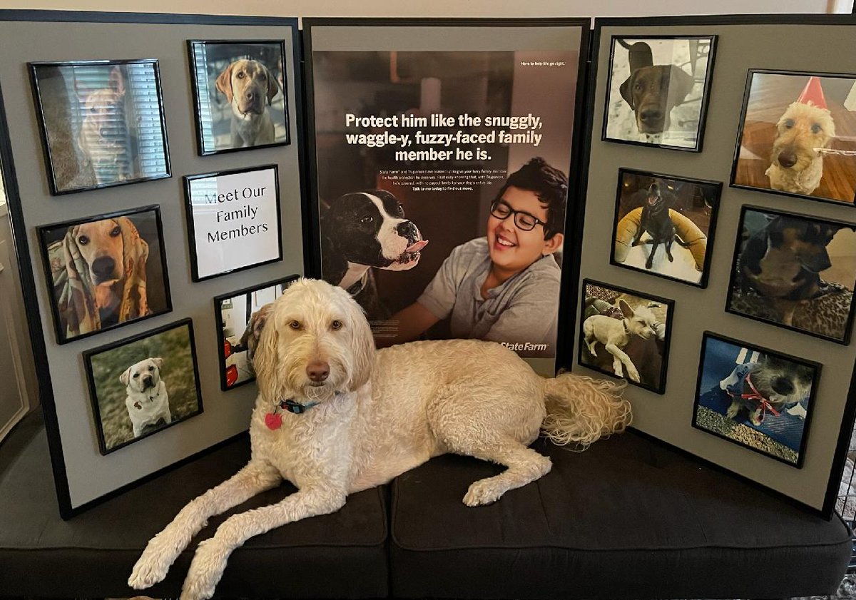 DCurryStateFarm's tweet photo. HAPPY NATIONAL DOG DAY
We love our dogs here at David Curry State Farm!  Our pets are part of our families!  Show us a picture of your favorite doggie family member!

Did you know that we offer Pet Insurance? Give us a call today for a quote! https://t.co/Gts3iv8cIo