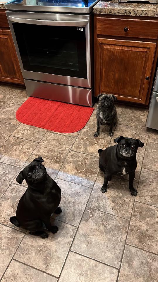 DCurryStateFarm's tweet photo. HAPPY NATIONAL DOG DAY
We love our dogs here at David Curry State Farm!  Our pets are part of our families!  Show us a picture of your favorite doggie family member!

Did you know that we offer Pet Insurance? Give us a call today for a quote! https://t.co/Gts3iv8cIo