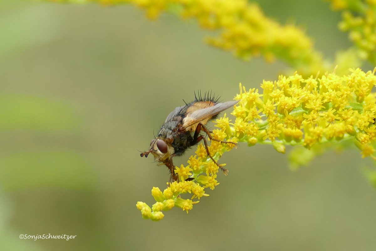 HessenSonja5767's tweet photo. Igelfliege................. #Raupenfliegen #TachinaFera #Tiere #Natur #Fauna #Fliegen #Insekten #Igelfliege #Entomologie https://t.co/x8Tyc257CK