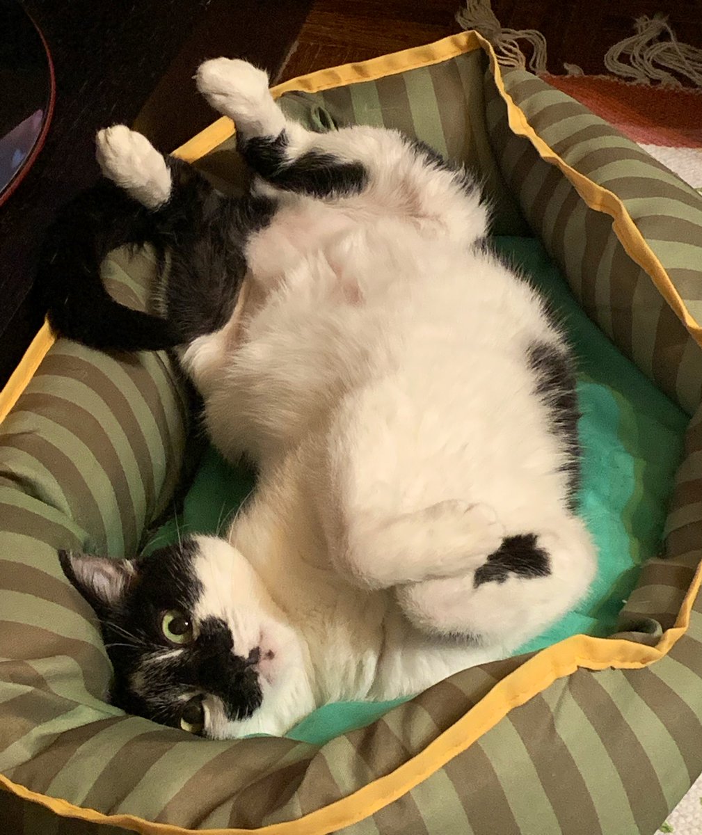 I think the cat is broken