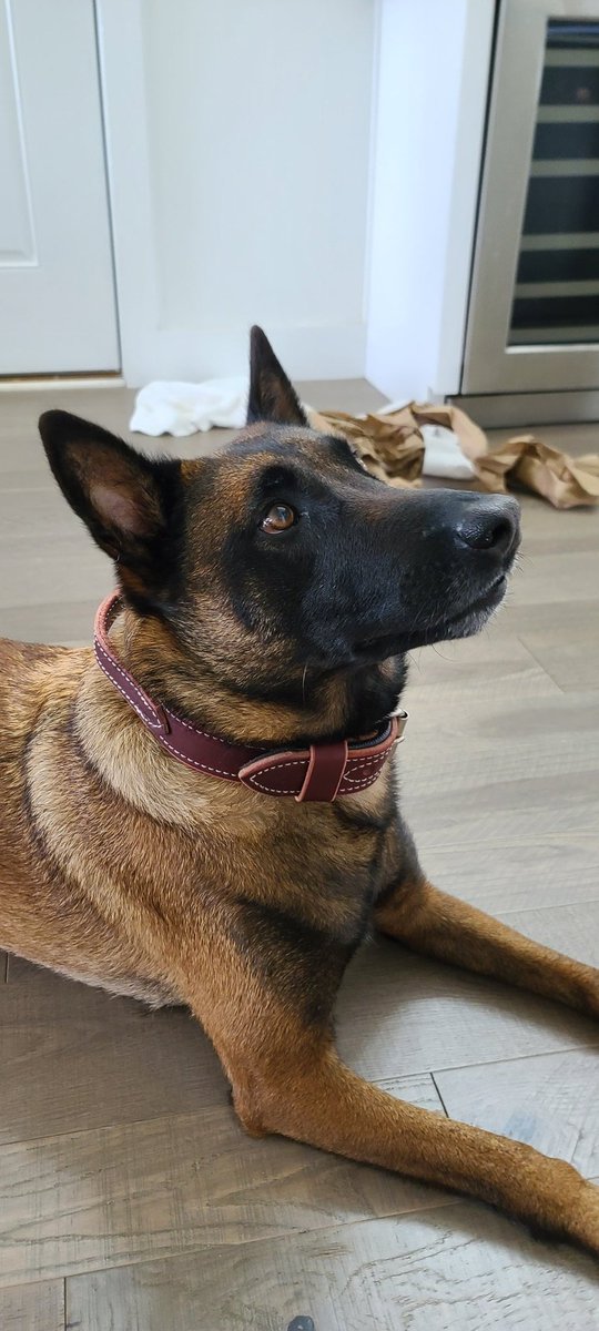 MalinoisThe's tweet photo. Best #nationaldogday2022 photos you'll see today.
At least @pistolpezz thinks so.
New signs.
New @RayAllenK9 collar
And maybe I stole a box of 9mm shells when Pappy got home... https://t.co/0xZcqHPbrW