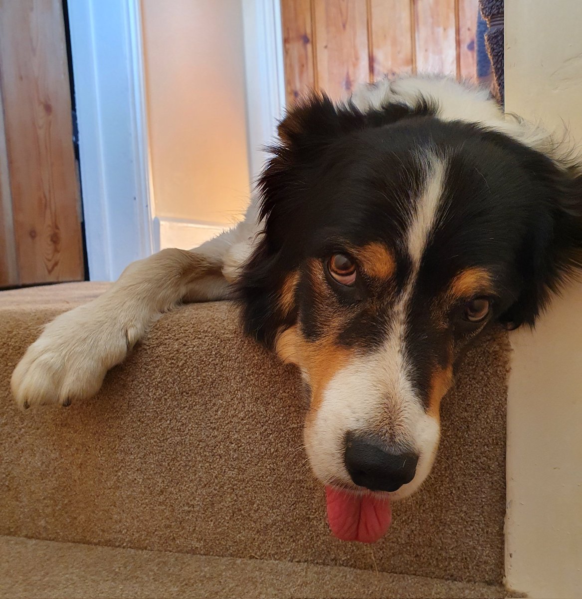 brewing82's tweet image. Happy #InternationalDogDay from the #blepping #bordercollie Maximo!
🐶🐾🥰