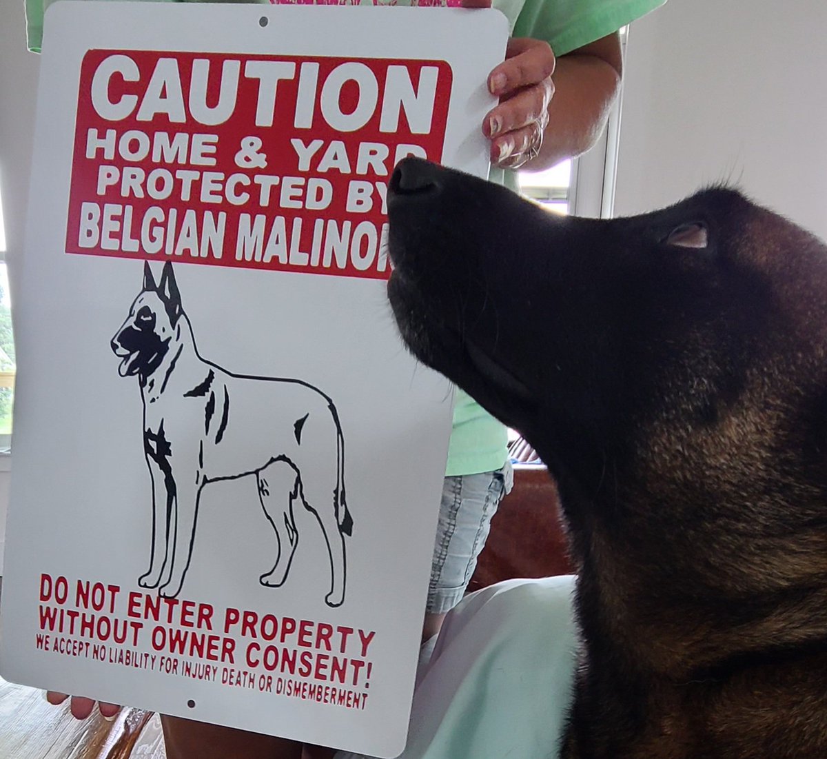 MalinoisThe's tweet photo. Best #nationaldogday2022 photos you'll see today.
At least @pistolpezz thinks so.
New signs.
New @RayAllenK9 collar
And maybe I stole a box of 9mm shells when Pappy got home... https://t.co/0xZcqHPbrW